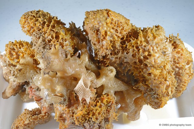 Porifera sp. "Sponge 26"•&copy; CMBS photography team•All Rights Reserved