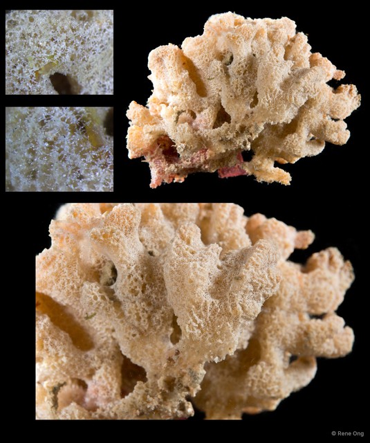 Porifera sp. "Sponge 28"•&copy; Rene Ong•All Rights Reserved