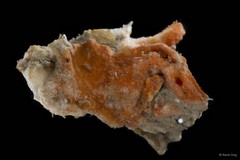 Porifera sp. "Sponge 3"