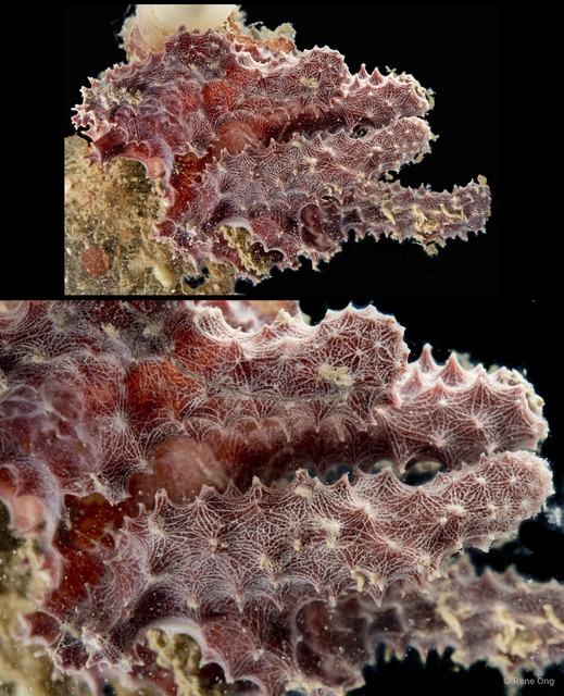 Porifera sp. "Sponge 30"•&copy; Rene Ong•All Rights Reserved
