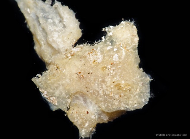 Porifera sp. "Sponge 32"•&copy; CMBS photography team•All Rights Reserved