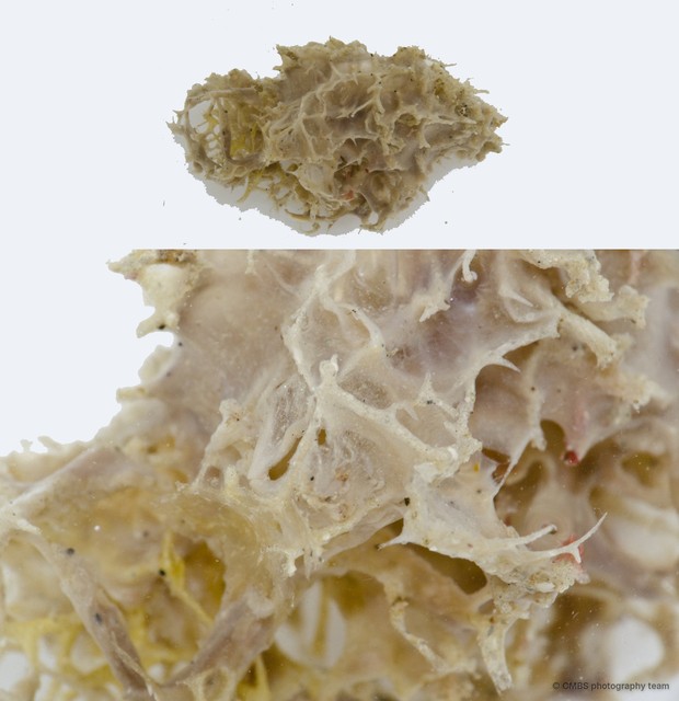 Porifera sp. "Sponge 33"•&copy; CMBS photography team•All Rights Reserved