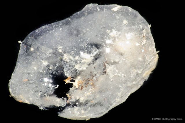 Porifera sp. "Sponge 34"•&copy; CMBS photography team•All Rights Reserved