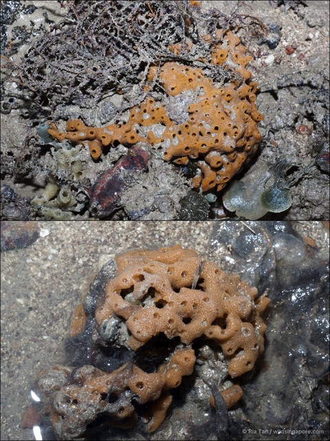 Porifera sp. "Sponge 36"•&copy; Ria Tan•All Rights Reserved