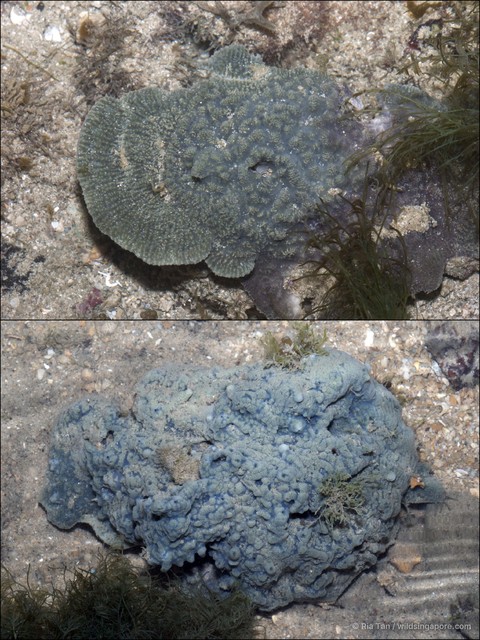 Porifera sp. "Sponge 37"•&copy; Ria Tan•All Rights Reserved