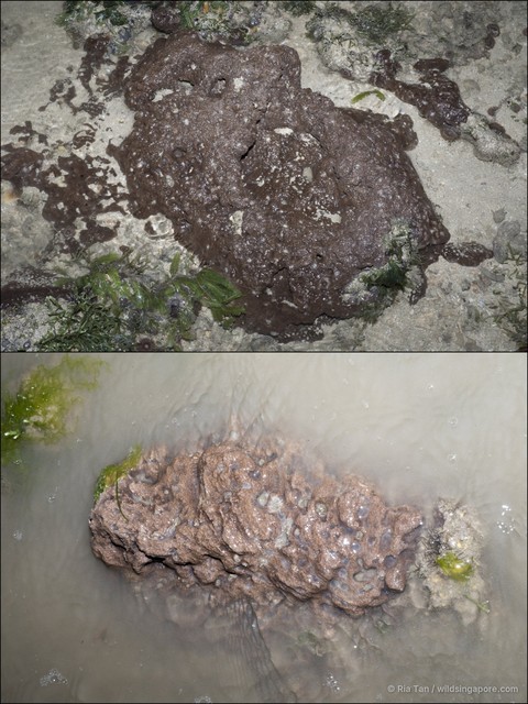 Porifera sp. "Sponge 38"•&copy; Ria Tan•All Rights Reserved