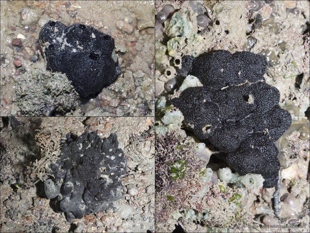 Porifera sp. "Sponge 39"•&copy; Ria Tan•All Rights Reserved