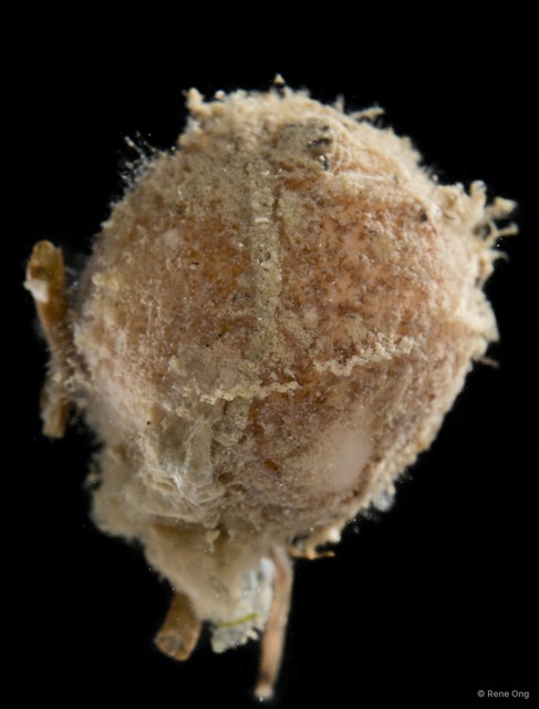 Porifera sp. "Sponge 4"•&copy; Rene Ong•All Rights Reserved