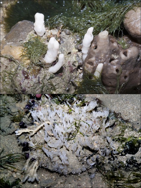 Porifera sp. "Sponge 40"•&copy; Ria Tan•All Rights Reserved