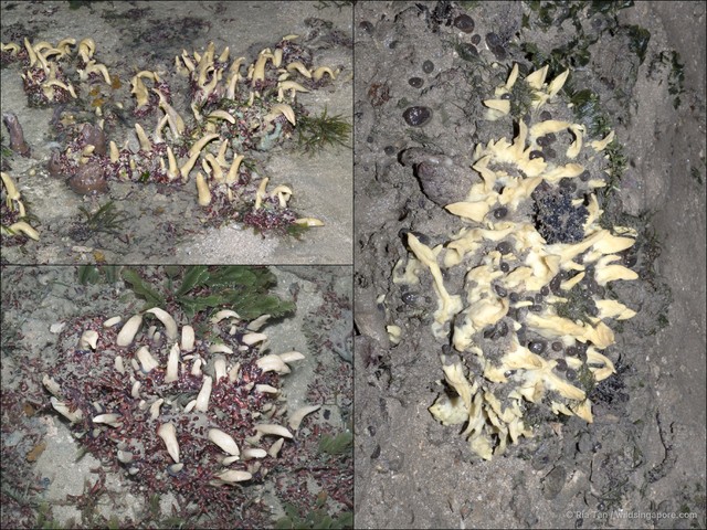 Porifera sp. "Sponge 41"•&copy; Ria Tan•All Rights Reserved