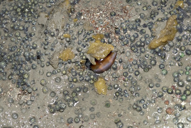 Porifera sp. "Sponge 43"•&copy; Rene Ong•All Rights Reserved