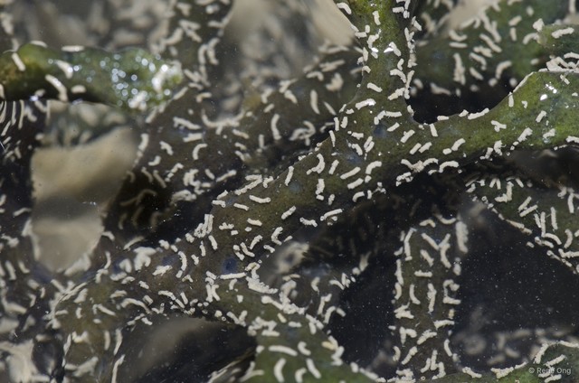 Porifera sp. "Sponge 47"•&copy; Rene Ong•All Rights Reserved