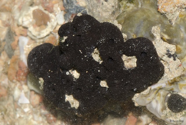 Porifera sp. "Sponge 48"•&copy; Rene Ong•All Rights Reserved