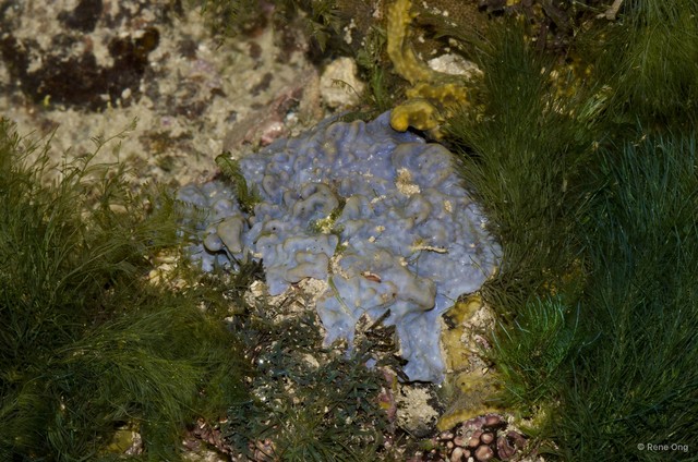 Porifera sp. "Sponge 49"•&copy; Rene Ong•All Rights Reserved