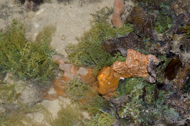 Porifera sp. "Sponge 50"•&copy; Rene Ong•All Rights Reserved