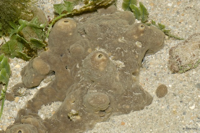 Porifera sp. "Sponge 52"•&copy; Rene Ong•All Rights Reserved