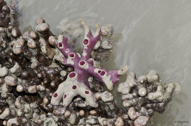 Porifera sp. "Sponge 53"•&copy; Rene Ong•All Rights Reserved