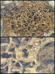 Porifera sp. "Sponge 54"