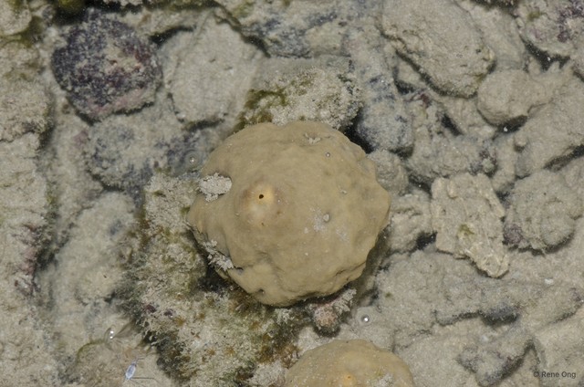 Porifera sp. "Sponge 55"•&copy; Rene Ong•All Rights Reserved