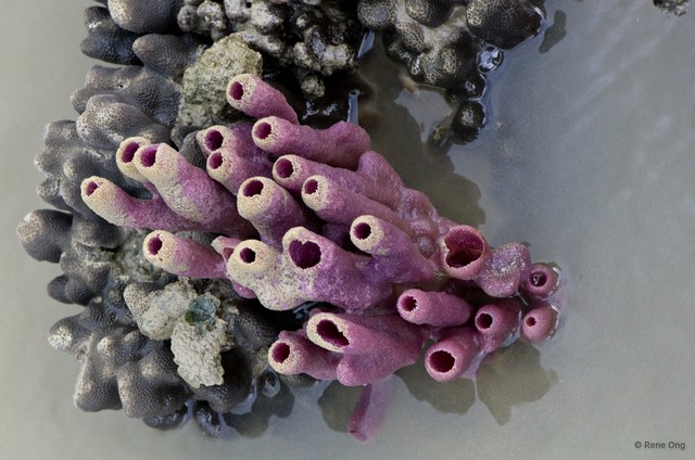 Porifera sp. "Sponge 57"•&copy; Rene Ong•All Rights Reserved