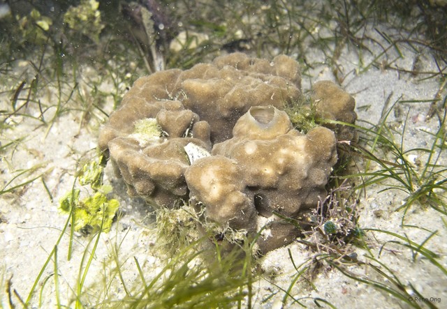Porifera sp. "Sponge 59"•&copy; Rene Ong•All Rights Reserved