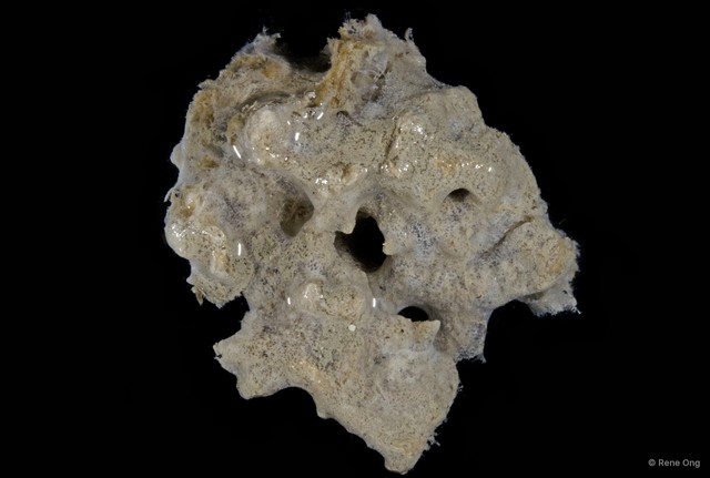 Porifera sp. "Sponge 6"•&copy; Rene Ong•All Rights Reserved