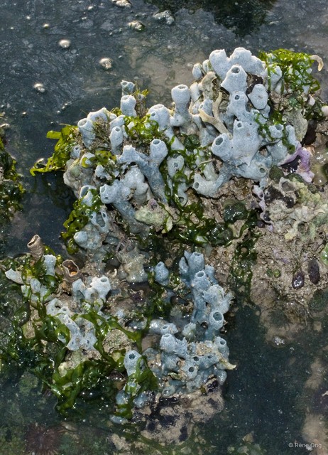 Porifera sp. "Sponge 60"•&copy; Rene Ong•All Rights Reserved