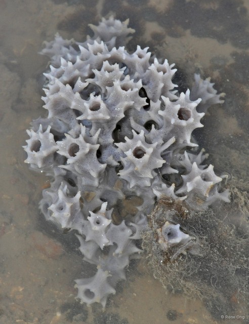 Porifera sp. "Sponge 63"•&copy; Rene Ong•All Rights Reserved