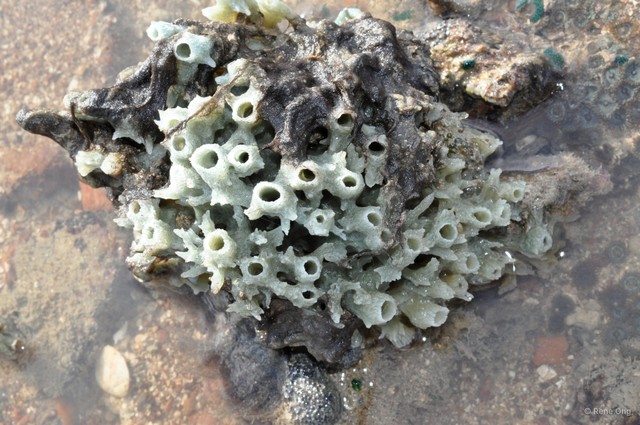 Porifera sp. "Sponge 64"•&copy; Rene Ong•All Rights Reserved
