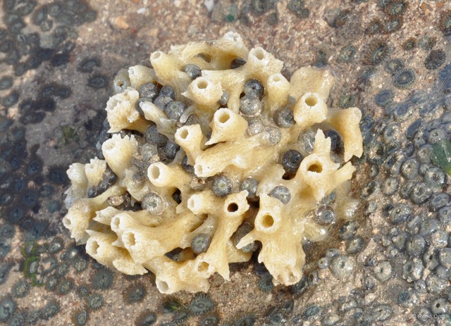 Porifera sp. "Sponge 65"•&copy; Rene Ong•All Rights Reserved