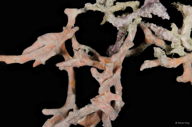 Porifera sp. "Sponge 8"•&copy; Rene Ong•All Rights Reserved