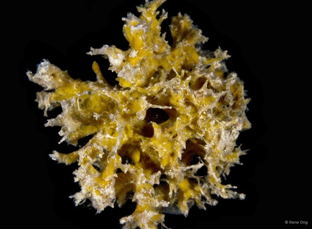 Porifera sp. "Sponge 9"•&copy; Rene Ong•All Rights Reserved