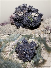 Echinodictyum conulosum Kieschnick, 1900