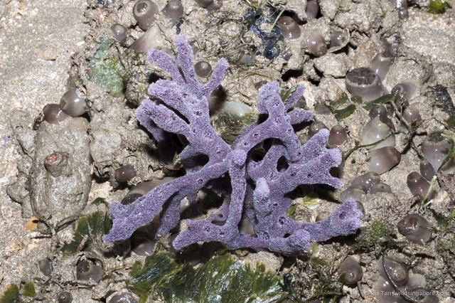 Callyspongia sp. "5d847770"•&copy; Ria Tan•All Rights Reserved