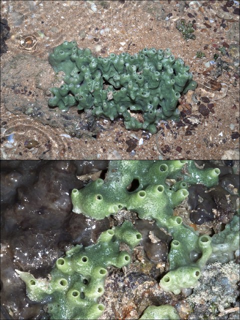 Haliclona sp. "5d847791"•&copy; Ria Tan•All Rights Reserved