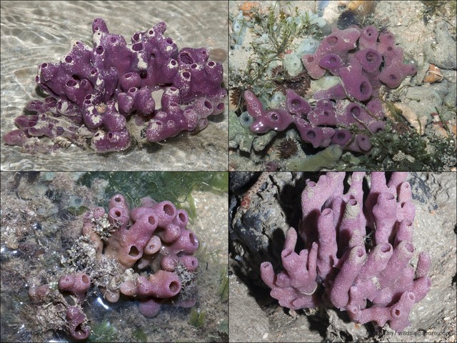 Haliclona sp. "cf. baeri"•&copy; Ria Tan•All Rights Reserved