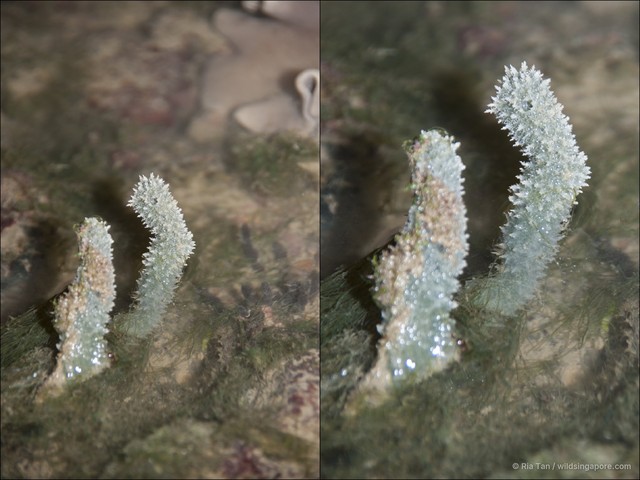 Gelliodes fibulata•&copy; Ria Tan•All Rights Reserved