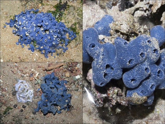 Neopetrosia sp. "5d8477ac"•&copy; Ria Tan•All Rights Reserved
