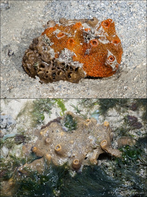 Petrosia sp. "5d8477e2"•&copy; Ria Tan•All Rights Reserved