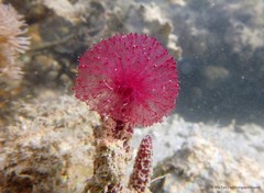 Oceanapia sagittaria•&copy; Ria Tan•All Rights Reserved