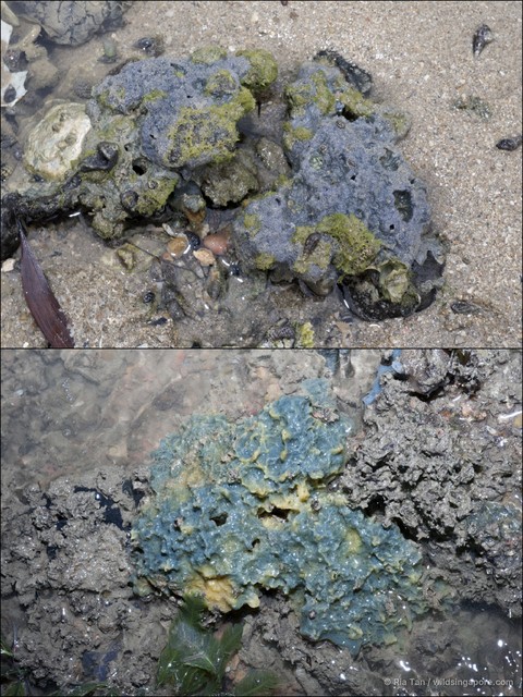 Amorphinopsis excavans•&copy; Ria Tan•All Rights Reserved