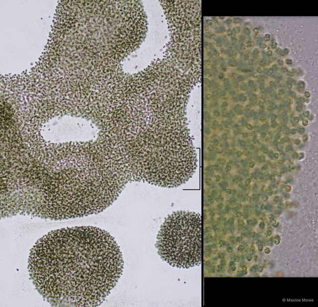 Microcystis aeruginosa•&copy; Maxine Mowe•All Rights Reserved