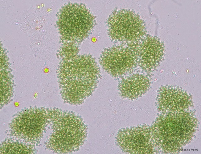 Microcystis novacekii•&copy; Maxine Mowe•All Rights Reserved