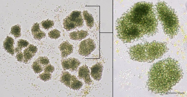 Microcystis viridis•&copy; Maxine Mowe•All Rights Reserved