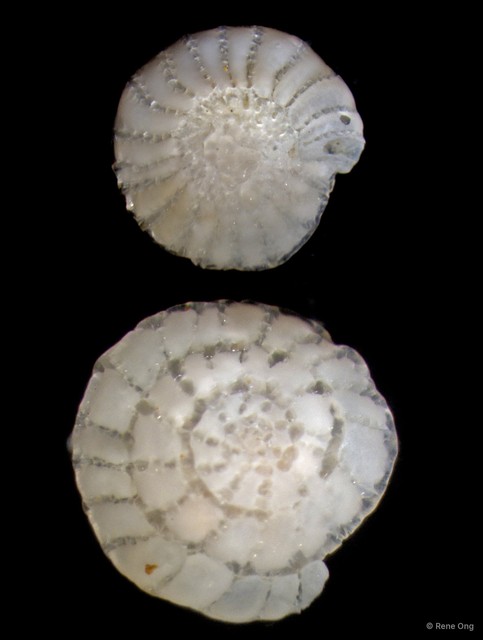 Foraminifera sp. "DR4712B-016"•&copy; Rene Ong•All Rights Reserved