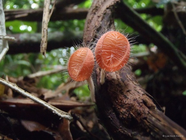 Cookeina tricholoma•&copy; Lua Hock Keong•All Rights Reserved