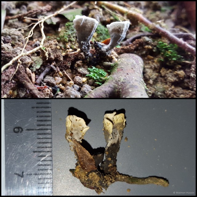 Xylaria sp. "1"•&copy; Maimon Hussin•All Rights Reserved