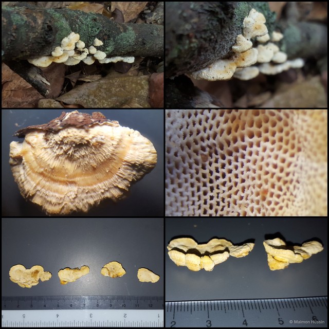 Basidiomycota sp. "11"•&copy; Maimon Hussin•All Rights Reserved