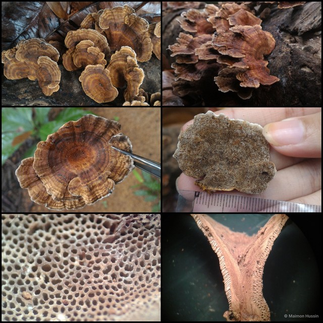 Basidiomycota sp. "13"•&copy; Maimon Hussin•All Rights Reserved