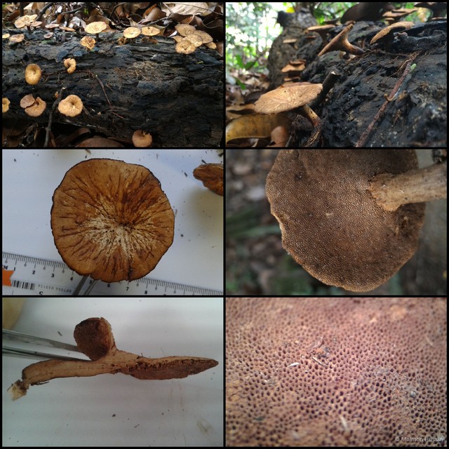 Basidiomycota sp. "14"•&copy; Maimon Hussin•All Rights Reserved
